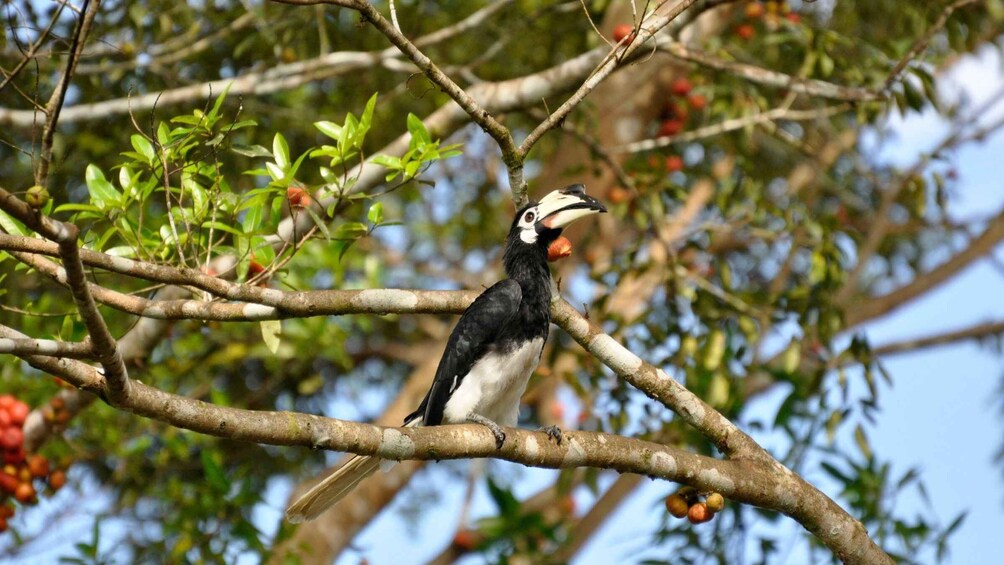 Picture 2 for Activity Kota Kinabalu: Kawa Kawa Wildlife River Cruise