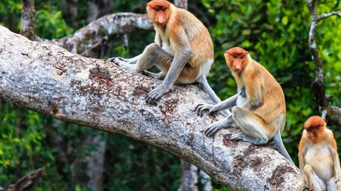 Kota Kinabalu: Kawa Kawa Wildlife River Cruise