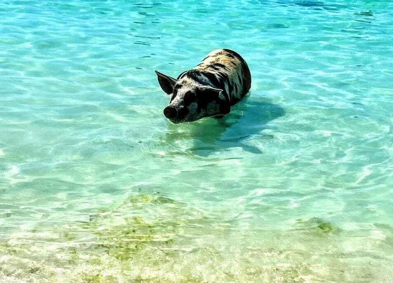 Picture 3 for Activity All Inclusive Swim with Pig/Turtle/Snorkel/lunch/Shuttle