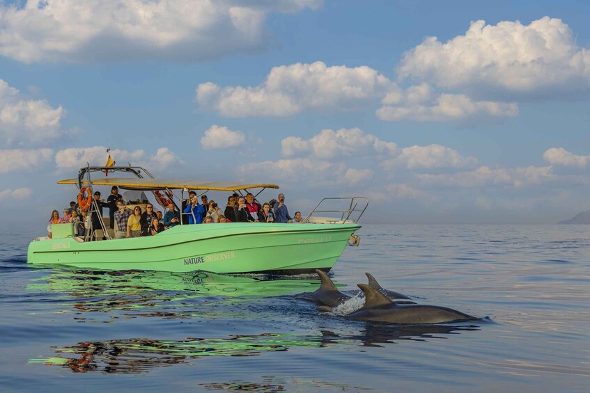 Picture 3 for Activity From Alcudia: Sunrise Dolphin Watching Boat Tour