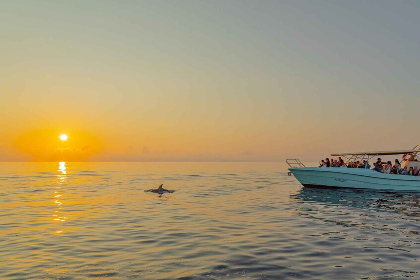 Picture 2 for Activity From Alcudia: Sunrise Dolphin Watching Boat Tour