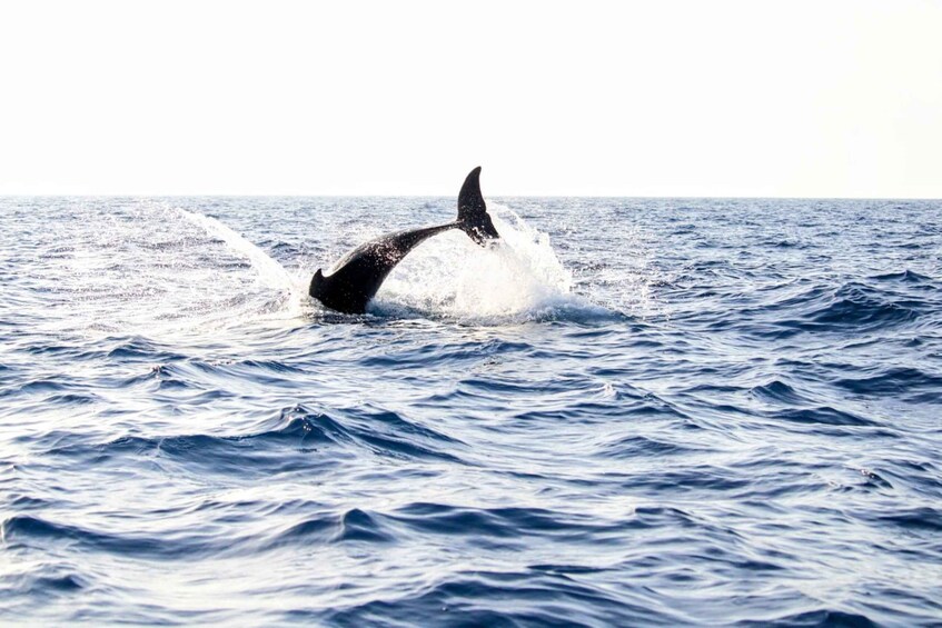 Picture 1 for Activity From Alcudia: Sunrise Dolphin Watching Boat Tour