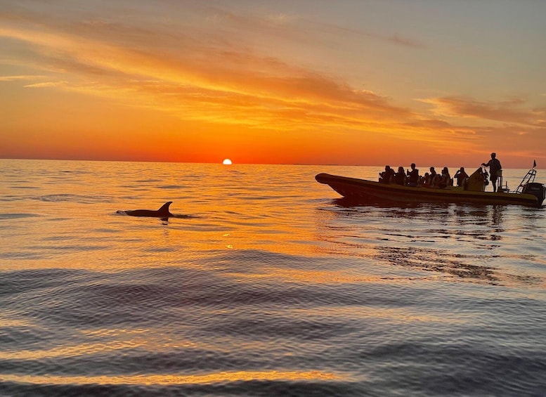 Picture 1 for Activity From Alcudia: Sunrise Dolphin Watching Boat Tour