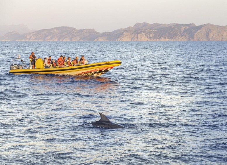 Picture 4 for Activity From Alcudia: Sunrise Dolphin Watching Boat Tour