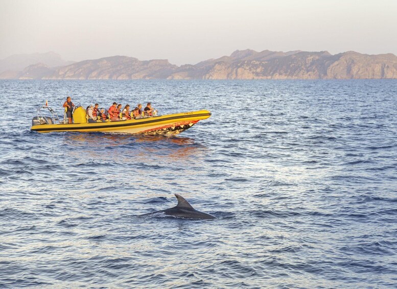 Picture 4 for Activity From Alcudia: Sunrise Dolphin Watching Boat Tour