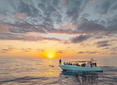 From Alcudia: Sunrise Dolphin Watching Boat Tour