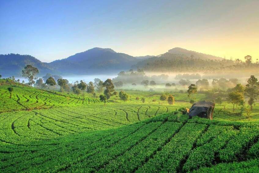 Picture 5 for Activity Jakarta: Volcano White Crater, Natural Hot Spring West Java