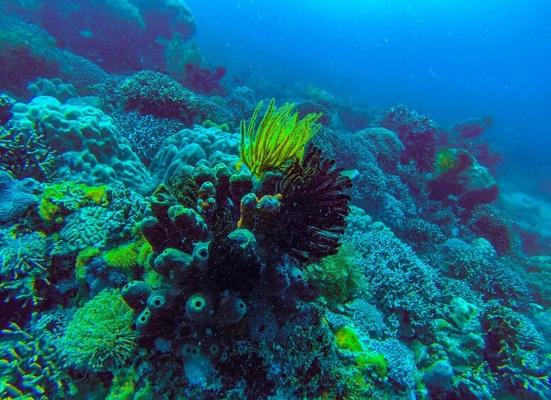 Picture 3 for Activity Zanzibar:Blue Lagoon Snorkeling Half-Day Tour,blue adventure