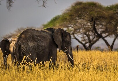 From Delhi: Taj Mahal Sunrise Tour w/ Elephant Conservation