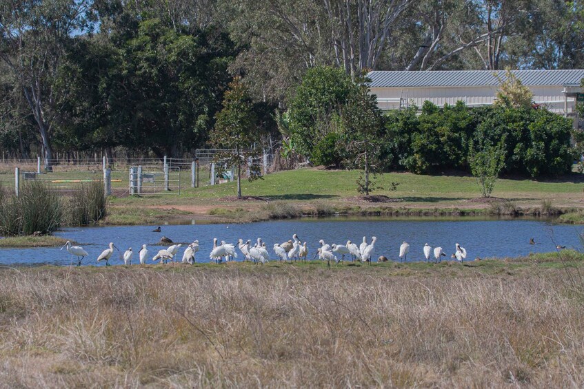 Picture 14 for Activity Brisbane: Kangaroos, Birds and Mangroves Coastal Tour