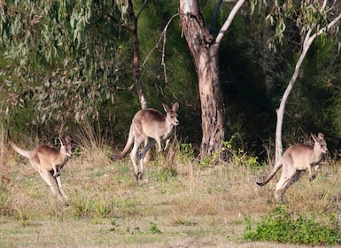 Brisbane: Kangaroos, Birds and Mangroves Coastal Tour