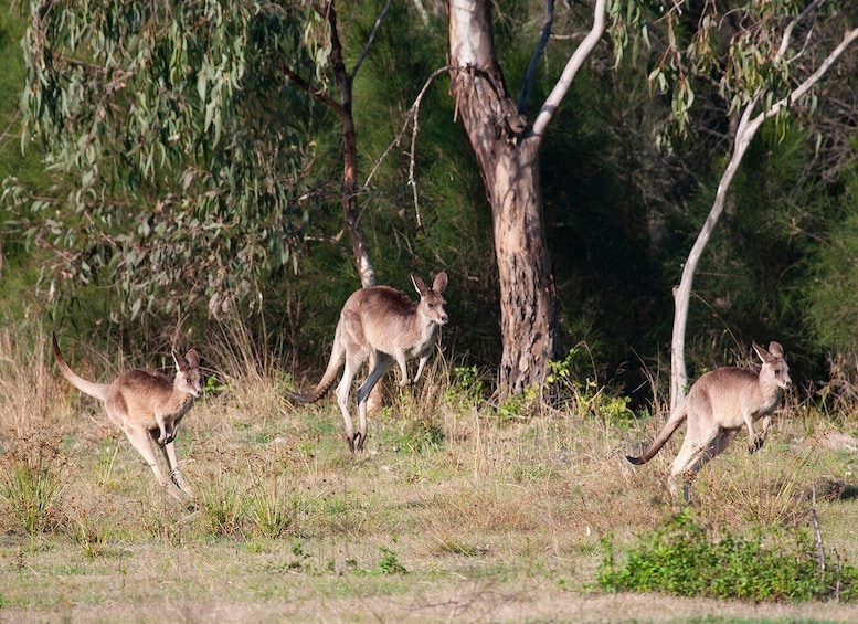 Brisbane: Kangaroos, Birds and Mangroves Coastal Tour