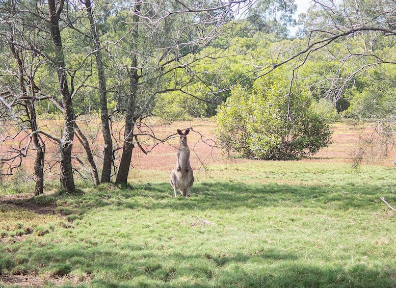 Picture 2 for Activity Brisbane: Kangaroos, Birds and Mangroves Coastal Tour