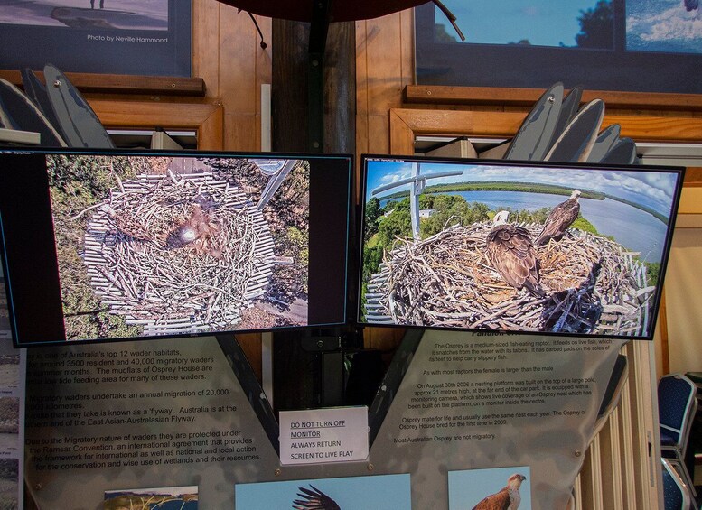 Picture 6 for Activity Brisbane: Kangaroos, Birds and Mangroves Coastal Tour