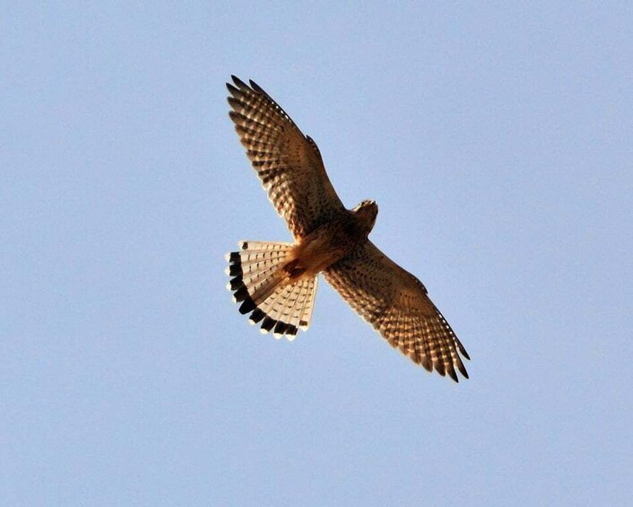 Picture 13 for Activity Boa Vista: Bird Watch Expedition in natural environment