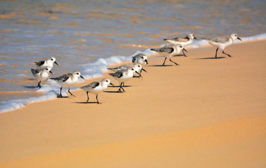 Boa Vista: Bird Watch Expedition in natural environment