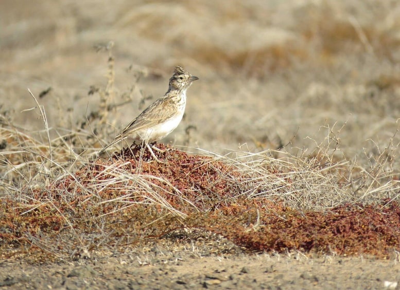 Picture 8 for Activity Boa Vista: Bird Watch Expedition in natural environment