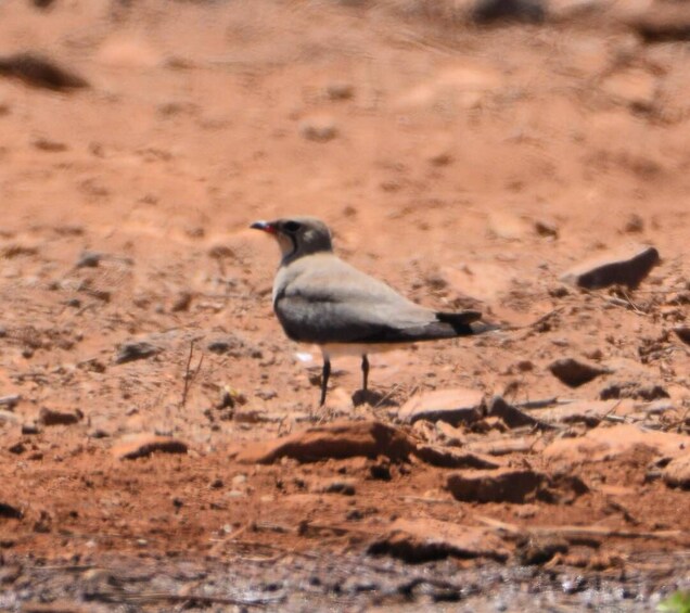 Picture 16 for Activity Boa Vista: Bird Watch Expedition in natural environment