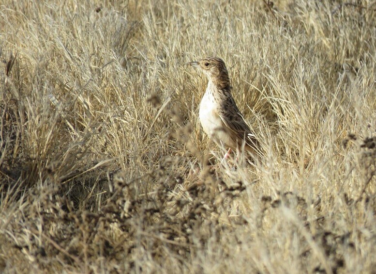 Picture 2 for Activity Boa Vista: Bird Watch Expedition in natural environment