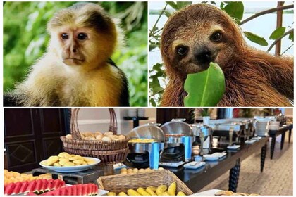 Gatun Boat Tour, Sloth Sanctuary, Wildlife Exhibits + Buffet