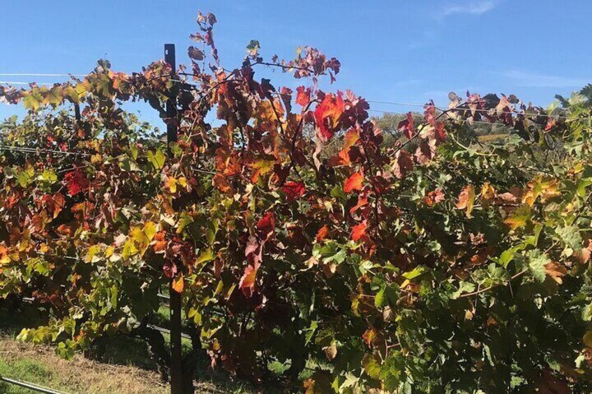 All inclusive Sedona Join in Wine Tour 200+ 5 star reviews!