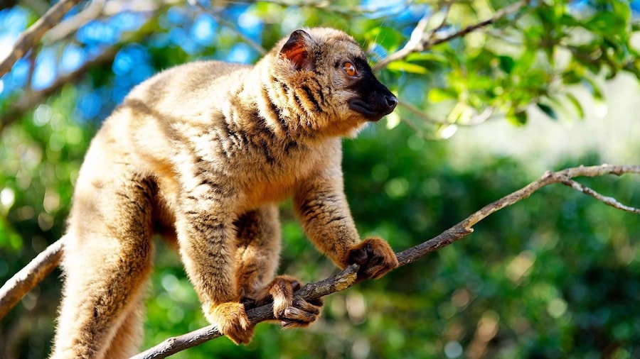 Madagascar: Nosy Komba and Nosy Tanikely Islands Guided Tour