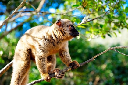 Madagascar: Nosy Komba and Nosy Tanikely Islands Guided Tour