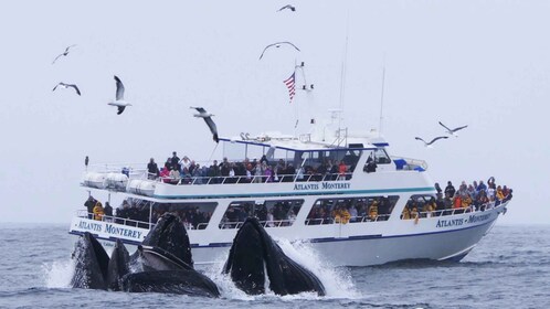 Monterey: Walbeobachtungstour mit einem Meeresführer