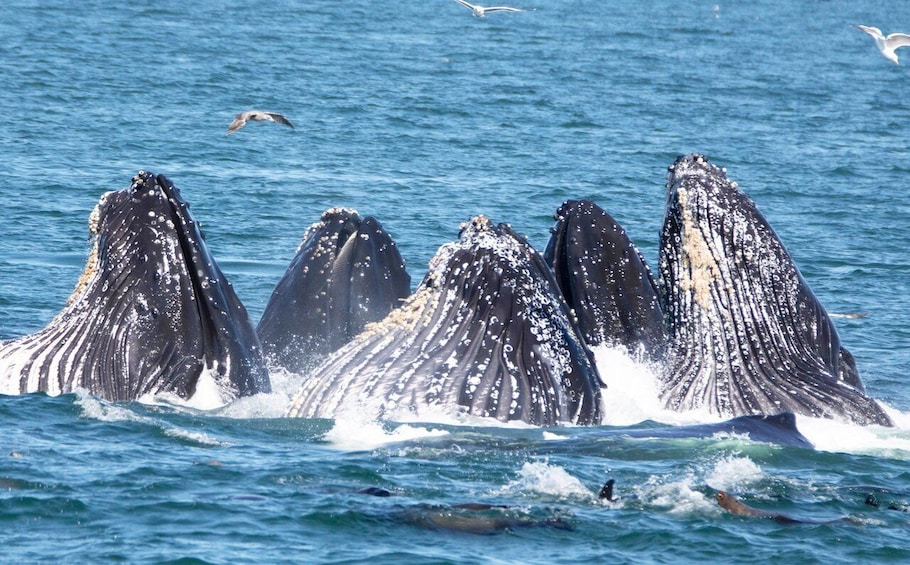 Picture 2 for Activity Monterey: Whale Watching Tour with A Marine Guide
