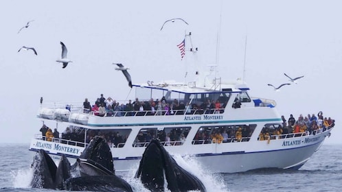 Monterey: Whale Watching Tour with A Marine Guide