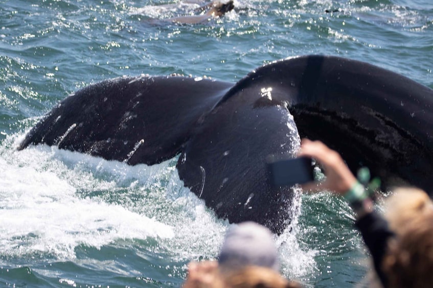 Picture 4 for Activity Monterey: Whale Watching Tour with A Marine Guide