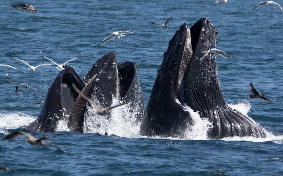 Picture 1 for Activity Monterey: Whale Watching Tour with A Marine Guide