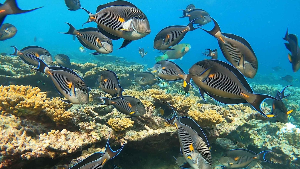 Picture 1 for Activity Snorkeling Trip at Daymaniyat Islands