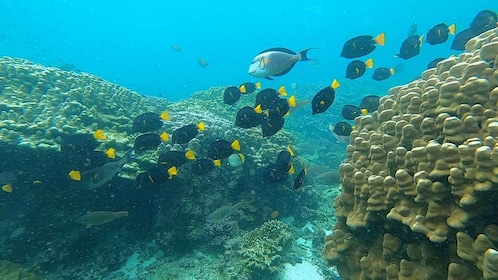 Oman: Snorkelling Trip at Daymaniyat Islands