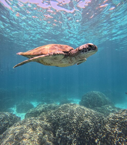 Picture 5 for Activity Snorkeling Trip at Daymaniyat Islands