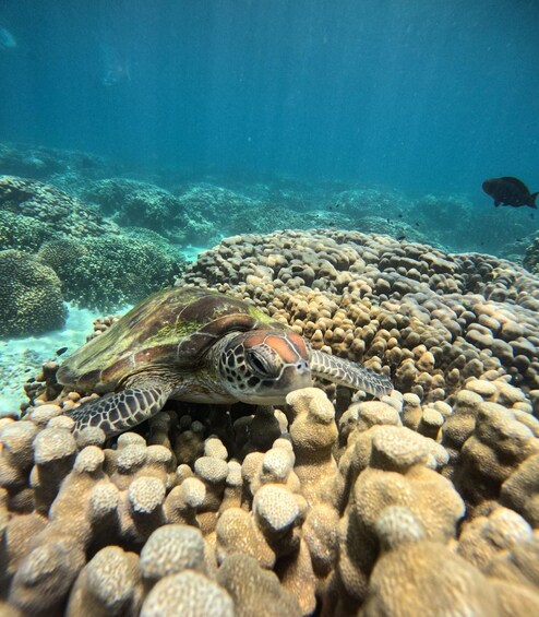 Picture 3 for Activity Snorkeling Trip at Daymaniyat Islands