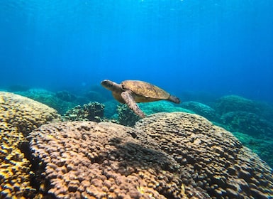 阿曼:戴曼尼亞特群島浮潛之旅