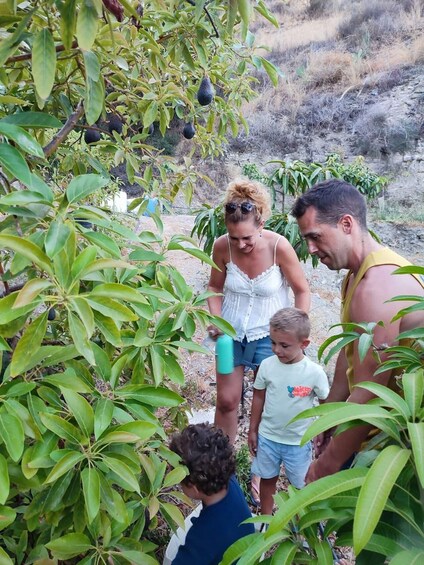 Picture 11 for Activity La Herradura Coffee Farm: tour in Europe's only plantation