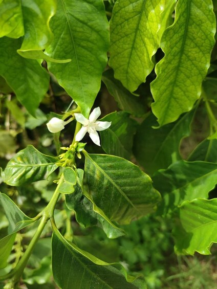 Picture 3 for Activity La Herradura Coffee Farm: tour in Europe's only plantation