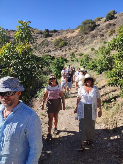 Picture 5 for Activity Europe's only coffee farm: walking tour in our plantation