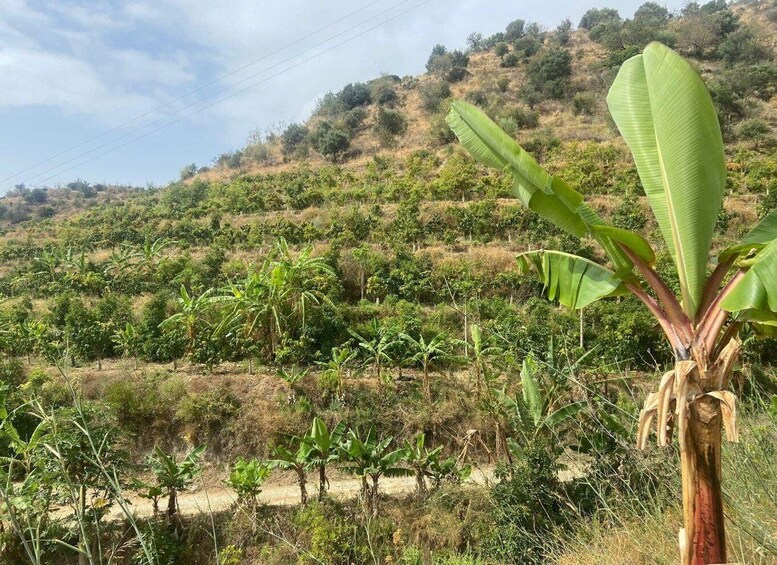 Picture 17 for Activity La Herradura Coffee Farm: tour in Europe's only plantation