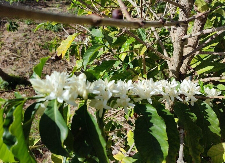 Picture 9 for Activity La Herradura Coffee Farm: tour in Europe's only plantation