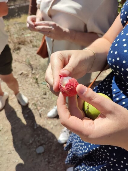 Picture 2 for Activity La Herradura Coffee Farm: tour in Europe's only plantation