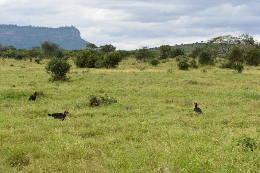 1 Day Trip Tsavo East National Park Safari From Nairobi