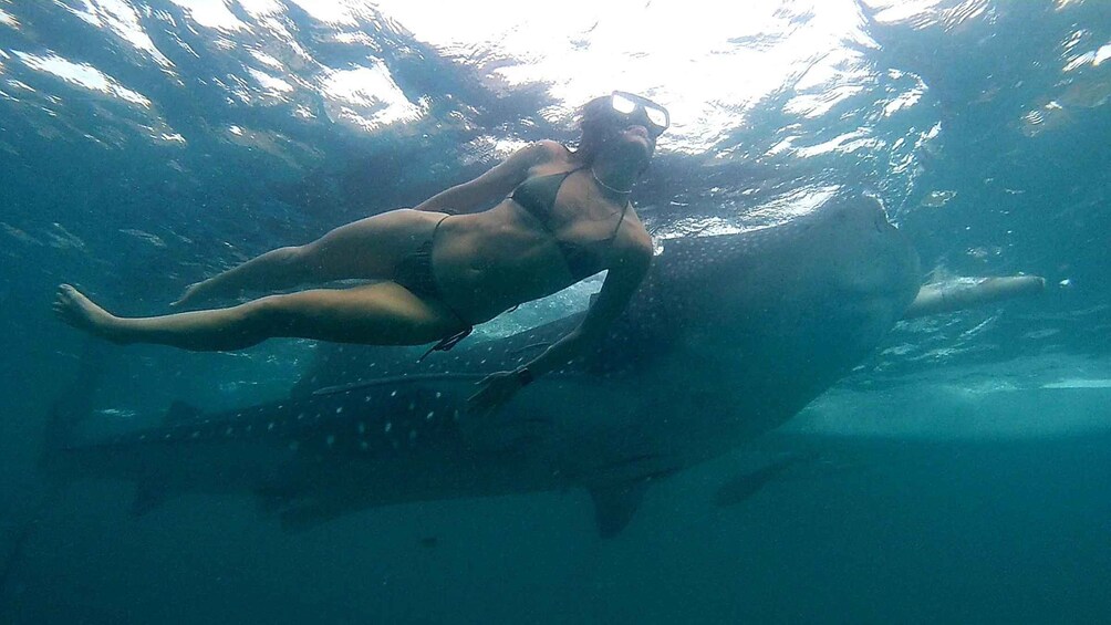 Picture 9 for Activity Cebu: Whale Shark Swimming & Inambakan Falls Adventure