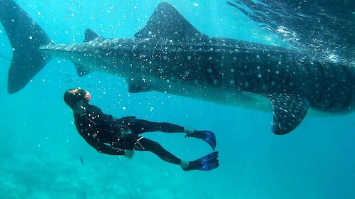 Cebu: Whale Shark Swimming & Inambakan Falls Adventure