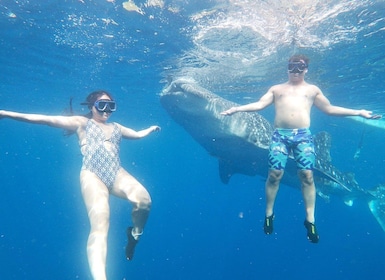 South Cebu:Experience the Whaleshark Bliss & Tumalog Thrills