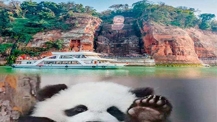 Chengdu panda & Leshan Buddha One Day Private Tour