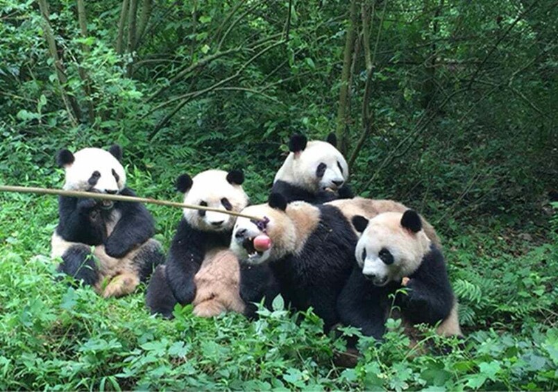 Picture 2 for Activity Chengdu panda & Leshan Buddha One Day Private Tour