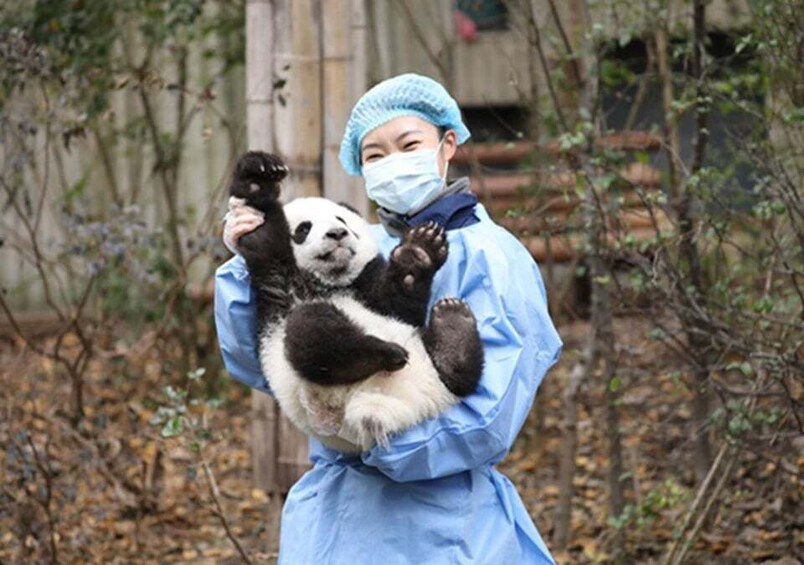 Picture 5 for Activity Chengdu panda & Leshan Buddha One Day Private Tour